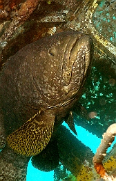 Sipadan_2015_Loche ou Merou geant_Epinephelus lanceolatus_IMG_2614_rc